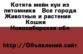 Котята мейн-кун из питомника - Все города Животные и растения » Кошки   . Новосибирская обл.